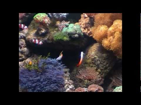 comment demarrer un aquarium marin