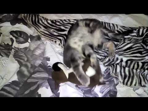 ЗАРА в битка - 1ви рунд