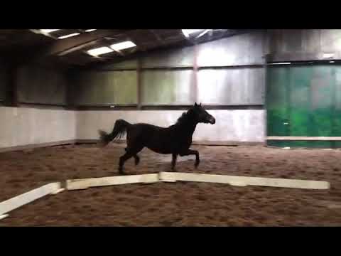 Stute v Don Martillo x Royal Hit *2018 Halle