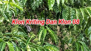Download lagu Klon Keriting Dan Klon 08, Alhamdulillah Tergolong Klon Yang Produktif. mp3