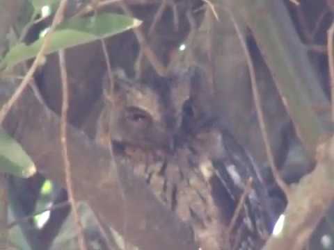 Athene superciliaris White-browed Owl Berenty Madagascar