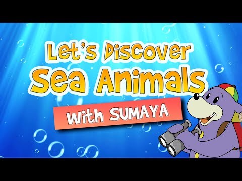 Zaky Discoveries | Sea Creatures