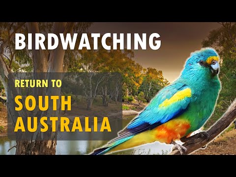 Birdwatching - Return to South Australia: Gluepot + Adelaide Revisited