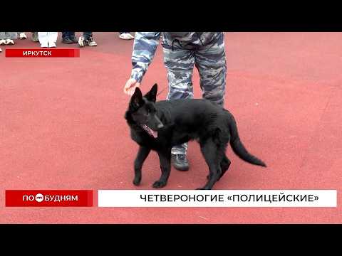 Дрессировка с года, служба до старости: иркутские кинологи показали, как готовят служебных собак