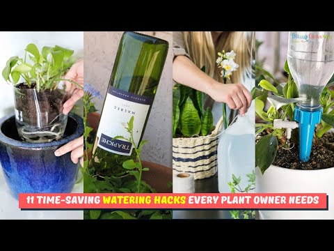 11 Indoor Plant Watering Tricks to Water So Many Plants in So Less Time