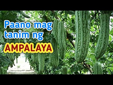, title : 'Pagtatanim ng AMPALAYA Step by Step
