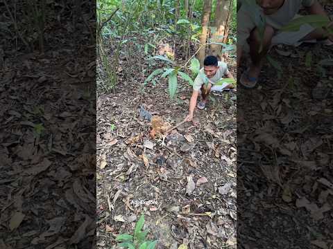 Trending videos #trending #nature #nest #wildlife #animals #shorts #amazing #fyp #viral