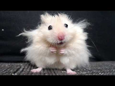 Vidéos drôles de hamsters | moments drôles et mignons des animaux