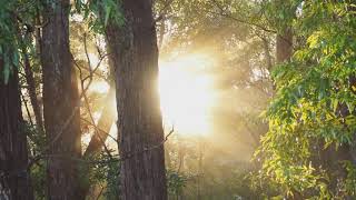 YO SOY - MARCOS WITT