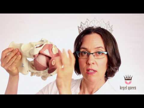 download lagu mp3 mp4 Kegel Trainer, download lagu Kegel Trainer gratis, unduh video klip Kegel Trainer