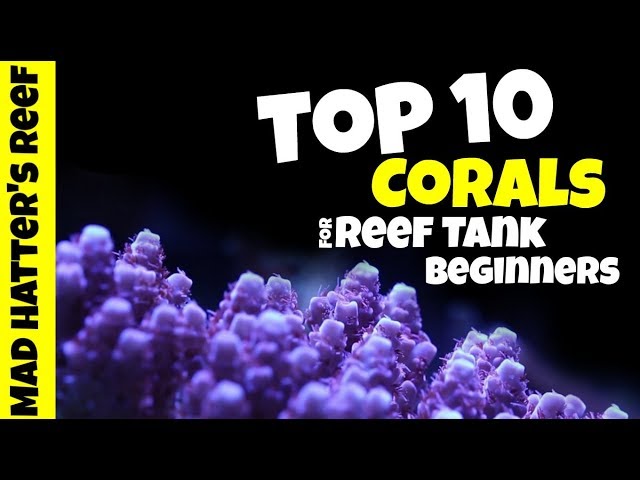 Top 10 Corals For Reef Tank Beginners