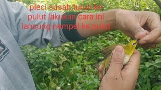 Download lagu pikat pleci yg susah turun, lakukan trik ini agar pleci lansung nyambar di pulut mp3
