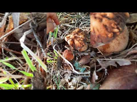 Finding Fungi Mushrooms - Kerpudha oyster mushrooms