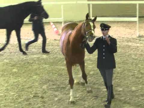 Moritzburger Hengstpräsentation 14.02.15 mit Davidas