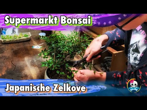 Supermarket Bonsai (Aldi Bonsai) Zelkova Bonsai / Elm Bonsai / Elm cutting, repotting 🌿