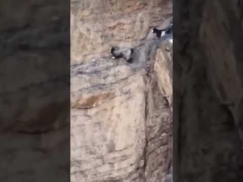 A moment of a goat falling from a mountain. #mountains  #the mountain