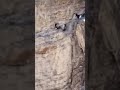 A Moment Of A Goat Falling From A Mountain Mountains The Mountain