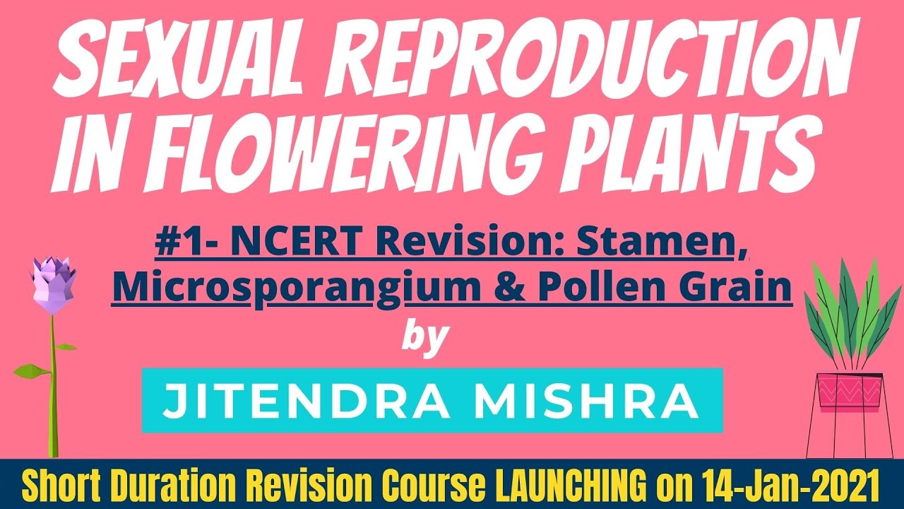 #1- NCERT Revision: Stamen, Microsporangium & Pollen Grain - LINK IN VIDEO DESCRIPTION