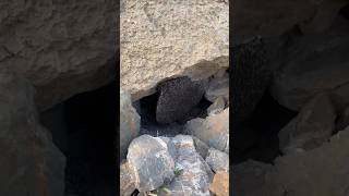 خلية عسل بوطويق عسل الجبال الحمدلله #shorts
