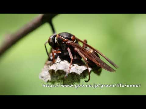 8k30pで撮影し、FHDでズームアップしてみた