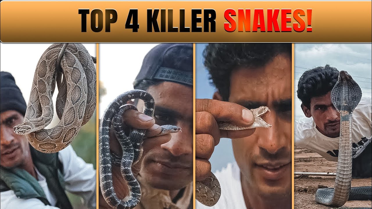 Deadliest snakes of Asia documentary