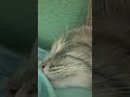Grey Cat Purring ASMR Shorts