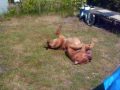 cato rolling