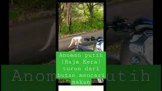 Download lagu Anoman Putih... Si Raja Kera mp3