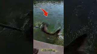 Download lagu Tarikan Gila! Cewek Ini Tetap Kuat Saat Ikan Besar Menyerang 😱 #fishing #mancingmantap #mancing mp3