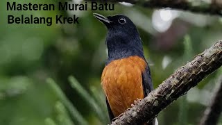 Download lagu Masteran Murai Batu Belalang Krek mp3 Download lagu Masteran Murai Batu Belalang Krek mp3