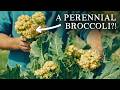 Grow These Unusual Edible Plants In Your Vegetable Garden