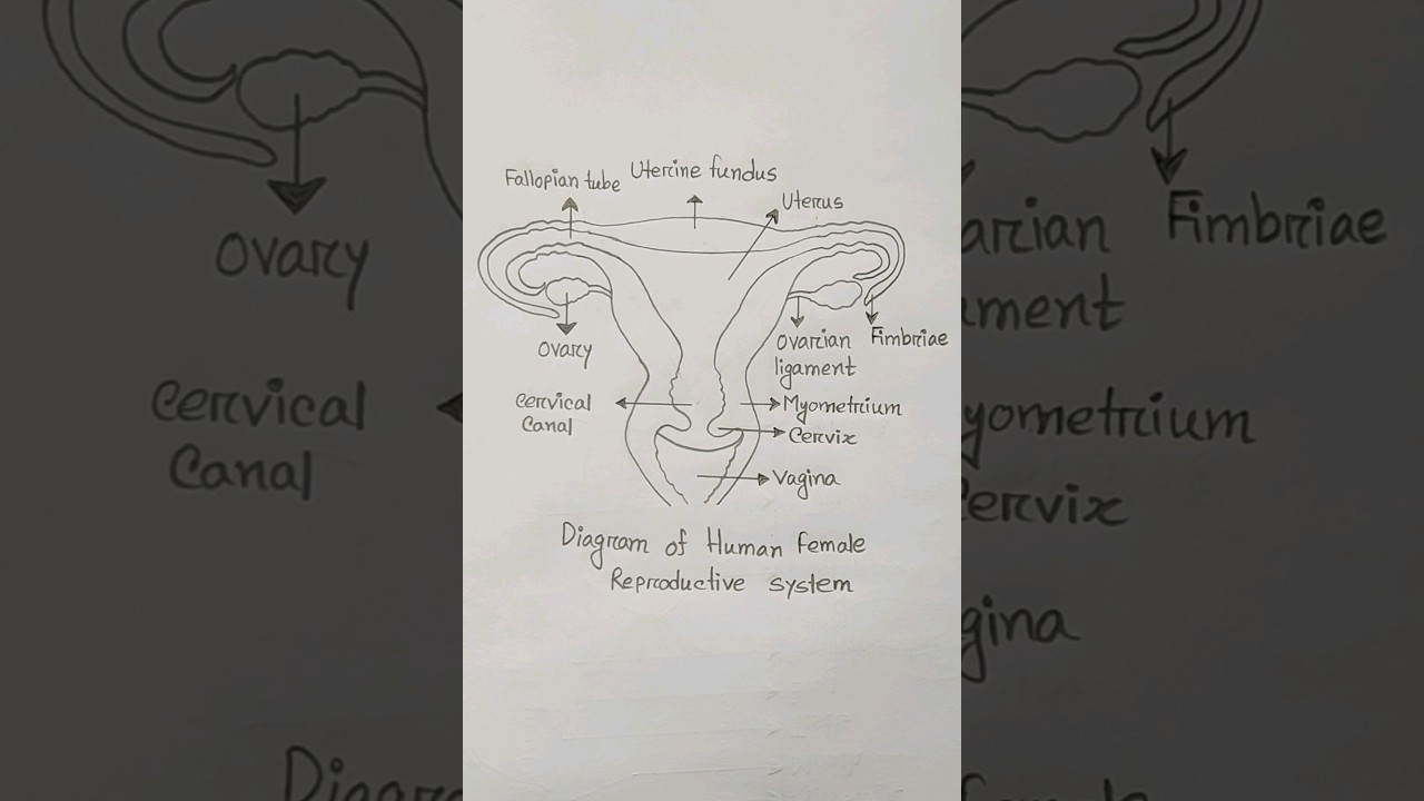 Diagram of Human female reproductive system | How to draw vagina structure