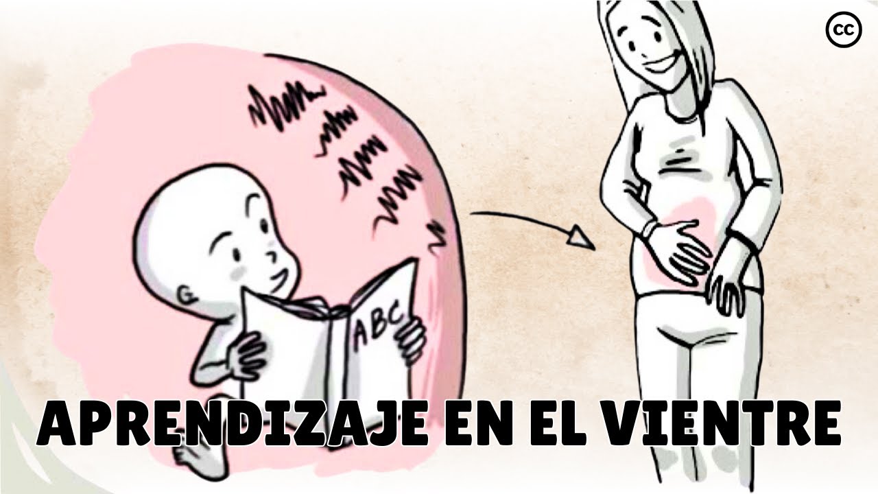 Desarrollo Prenatal: Lo Que los Bebés Aprenden Dentro del Vientre
