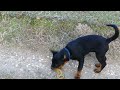 Rottweiler welpen kaufen