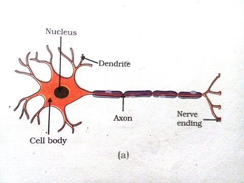 How to draw a Motor Neuron Video
