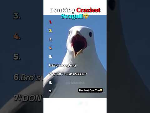 Ranking Craziest Seagull Ever!!!😭😭