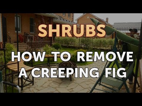 How to Prune a Bottlebrush Shrub