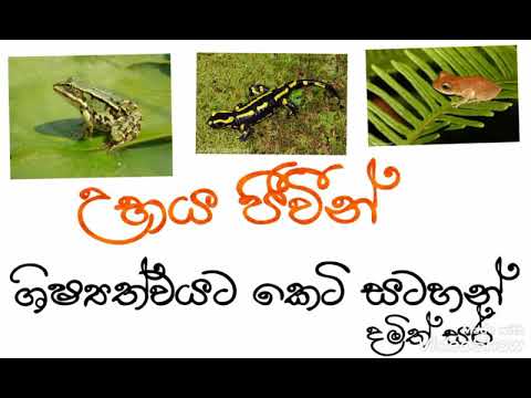 උභය ජීවීන් game pasala 345