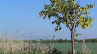 23rd of May, 2010 (Laika)