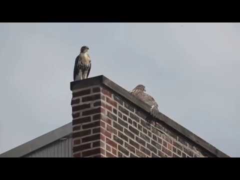 Red-tailed hawks in NYC