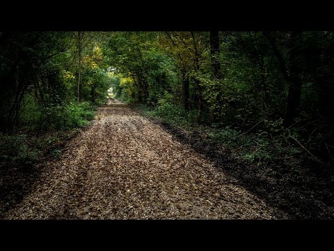 Forest Walk | Footsteps Sound Effects | ASMR Crunchy Walk | Stress Relief |