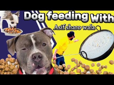 How to Feed dogs, How to prepare food for 40 Dogs Feeding Vlog | Asif shero wala