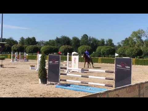 Coldwater (Carambole x Colandro) 01.06.2019 ZO Warka - RMK 115 cm I SPRZEDANY / SOLD