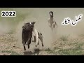 Soor Ka Shikar 2022 Boar Hunting With Dog Wild Boar Hunting In Beat LY Amir Saraiki Point