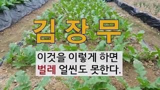 김장무 이것을 이렇게 하면 벌레 얼씬도 못한다. 주말농장  김장무 해충방제, 벌레퇴치.