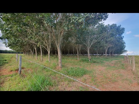 Sítio á venda com 6 alqueires em Mirassolândia SP @agroerural com