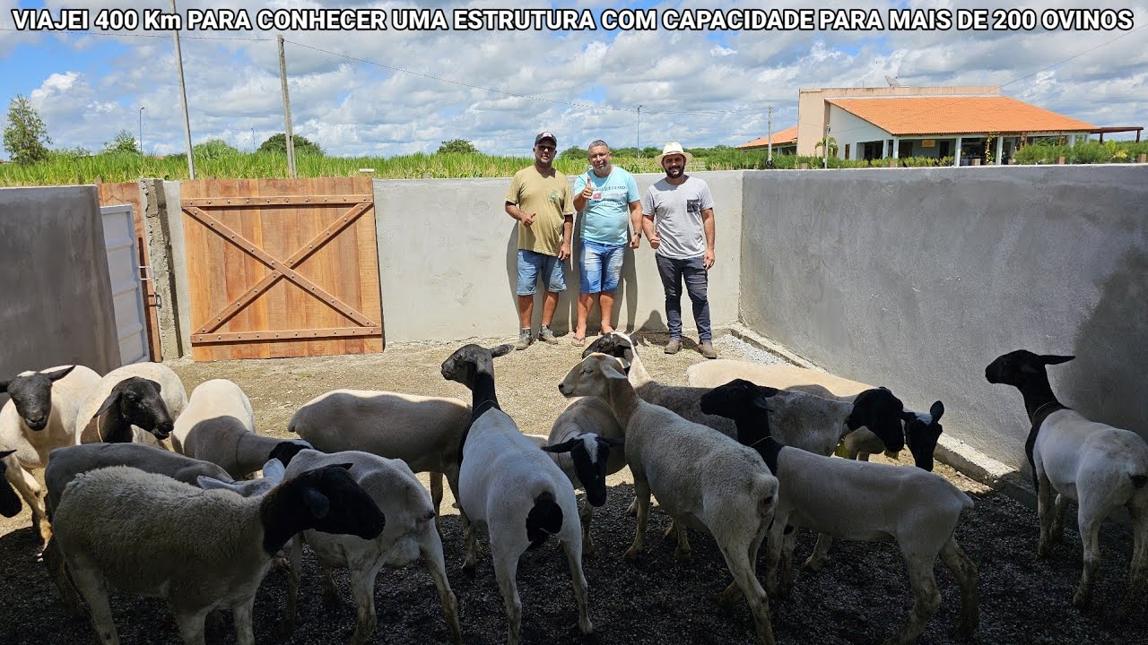 SÃO BENTO-PB VEJA O QUE E PRECISO PARA INICIAR UMA CRIAÇÃO DE OVINOS DORPER @Lugaresqueeuando
