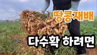 땅콩 재배 다수확 하려면 이렇게 해야