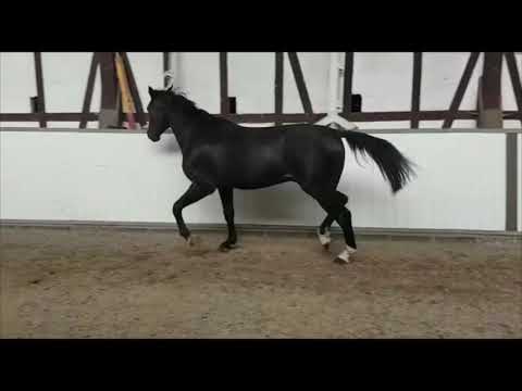 Stall Distel, Hengst von Cornet Obolensky x Mister, geb. 2016