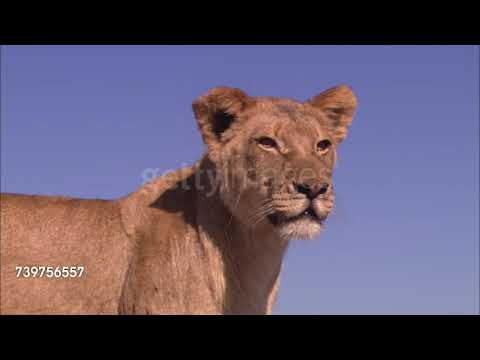 Cheetah Pan Part 23: Back at Hangman's Tree